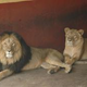 Image for article titled New species of lion discovered at Ethiopian zoo